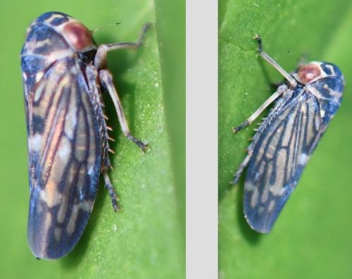 Balcanocerus larvatus